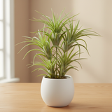 Tillsandia Foliage