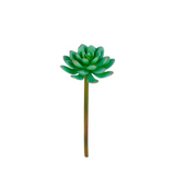 Echeveria succulent foliage