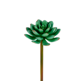 Echeveria succulent foliage
