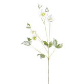 Snowy Helleborus Niger Stem