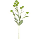 Burdock Leaves and Seeds