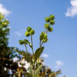 Burdock Leaves and Seeds