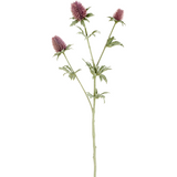 Thistle Stem