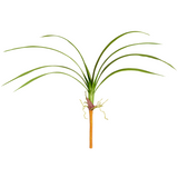 Cymbidium Orchid Foliage