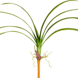 Cymbidium Orchid Foliage