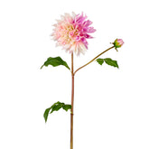 Dahlia ESTIVA