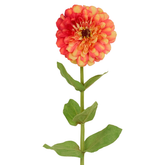 Tige de Zinnia Premium