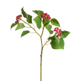 Japanese Holly Branch