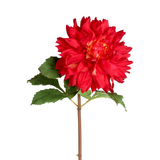 Dahlia MONICA
