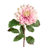 Dahlia MONICA