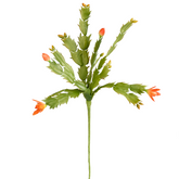 Tallo de schlumbergera