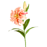 Oriental Double Lily Stem