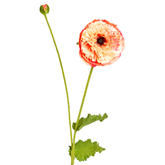 Flor de amapola PIPA