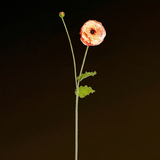 Flor de amapola PIPA