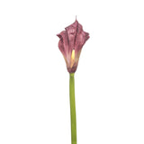 Kelly Calla Lily Stem