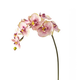 Orquídea Phalaenopsis BUDY H87