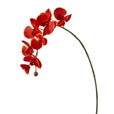 Orquídea Phalaenopsis FOREVER H82