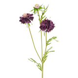 Flowering Scabiosa Stem