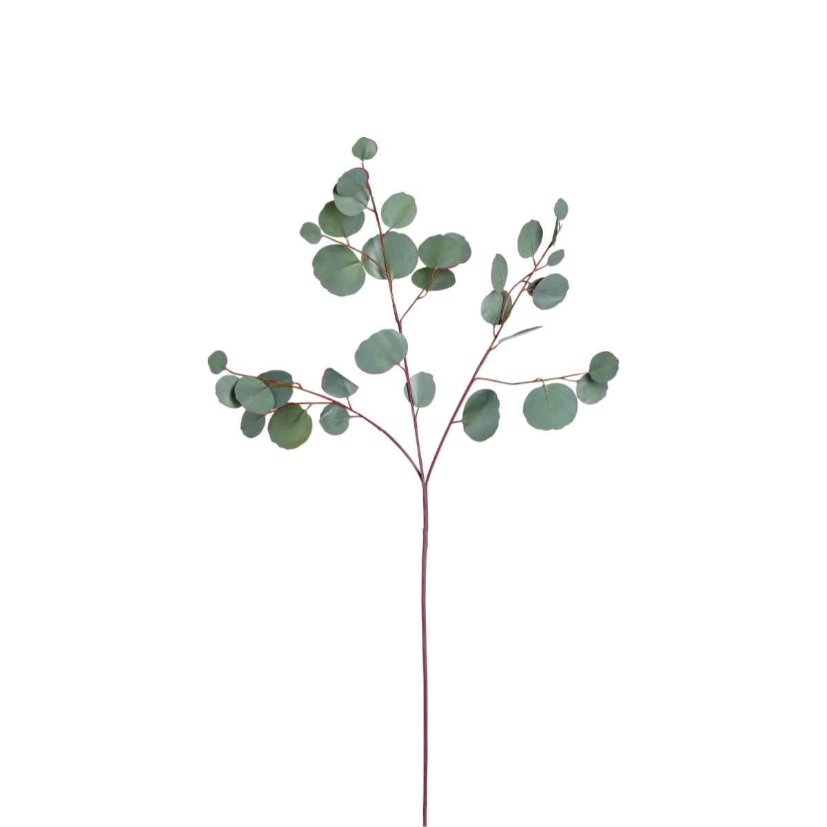 Acheter des Branche décorative Eucalyptus YUZIMO avec graines