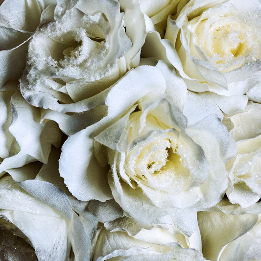 Quelles sont les fleurs et branches de l'hiver ?