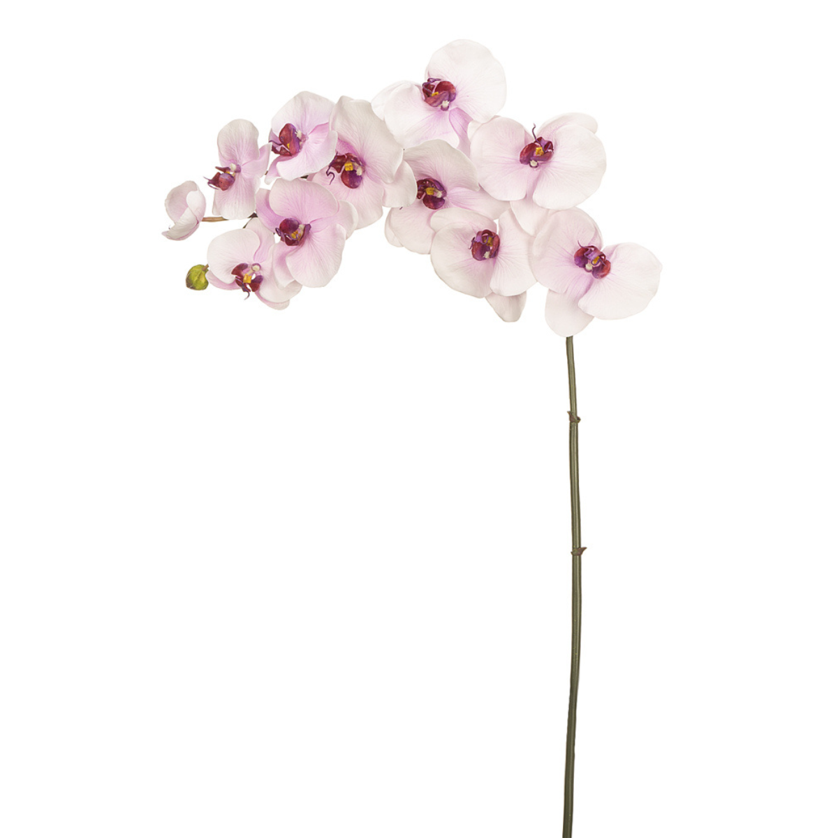 Orchidée Phalaenopsis Budy