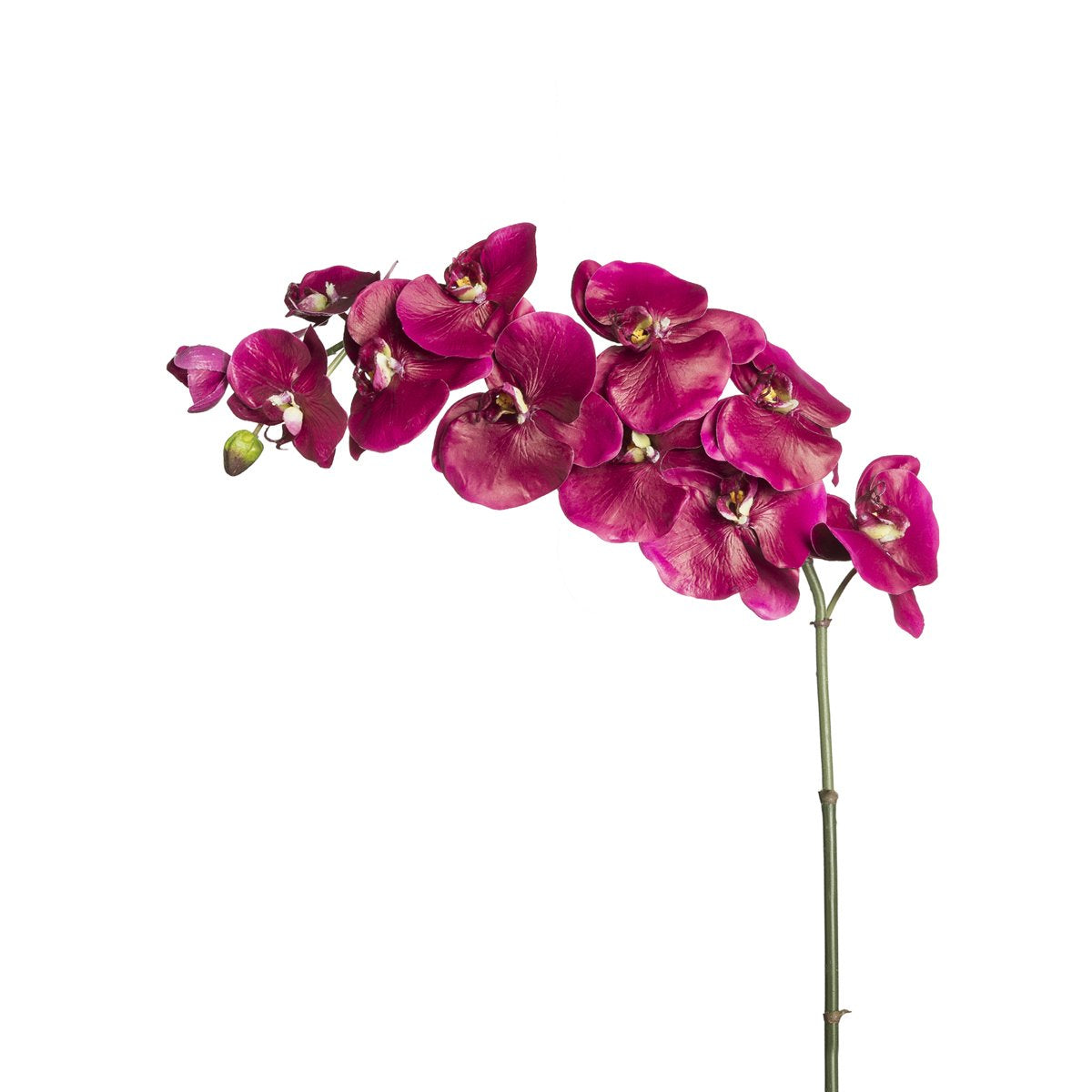 Tige d'Orchidée Phalaenopsis Budy