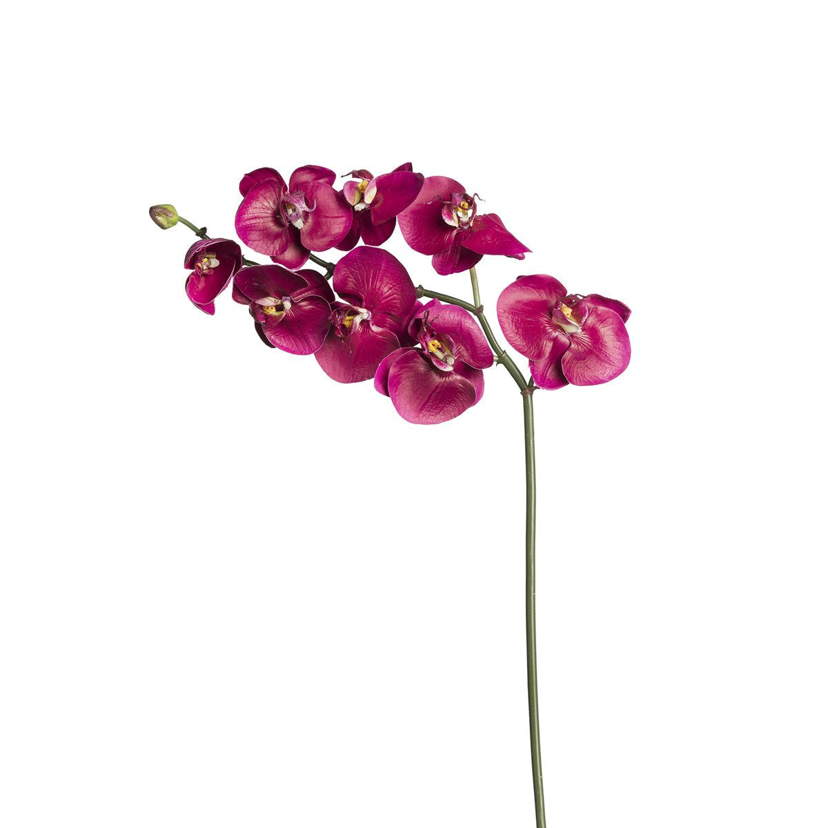 Orquídea Phalaenopsis BUDY H87