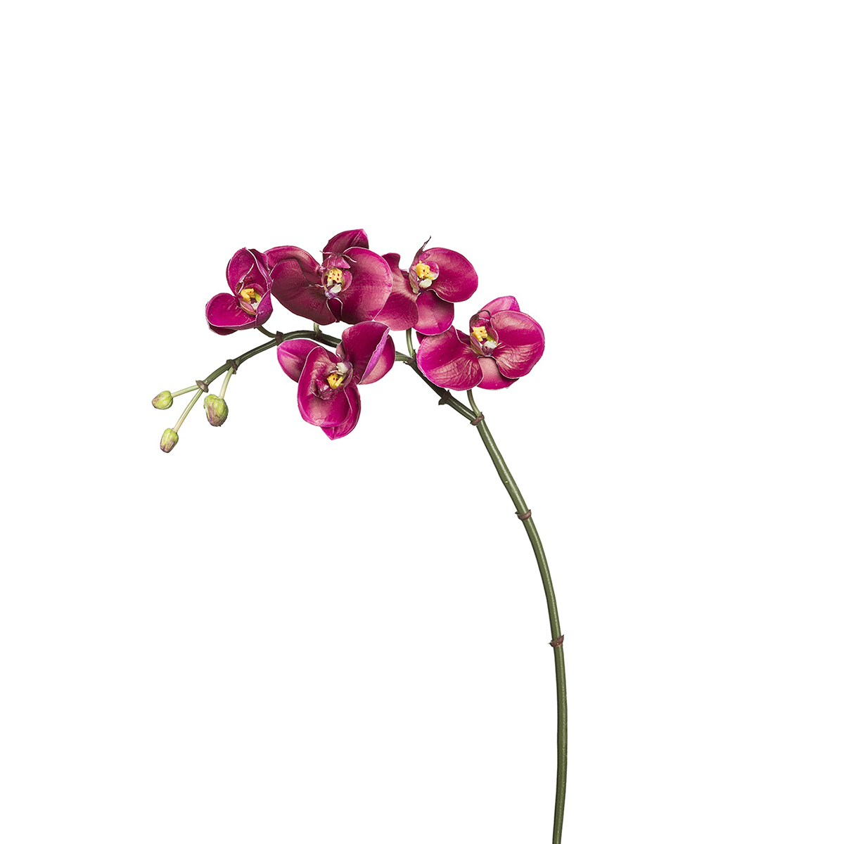 Orquídea Phalaenopsis BUDY H42