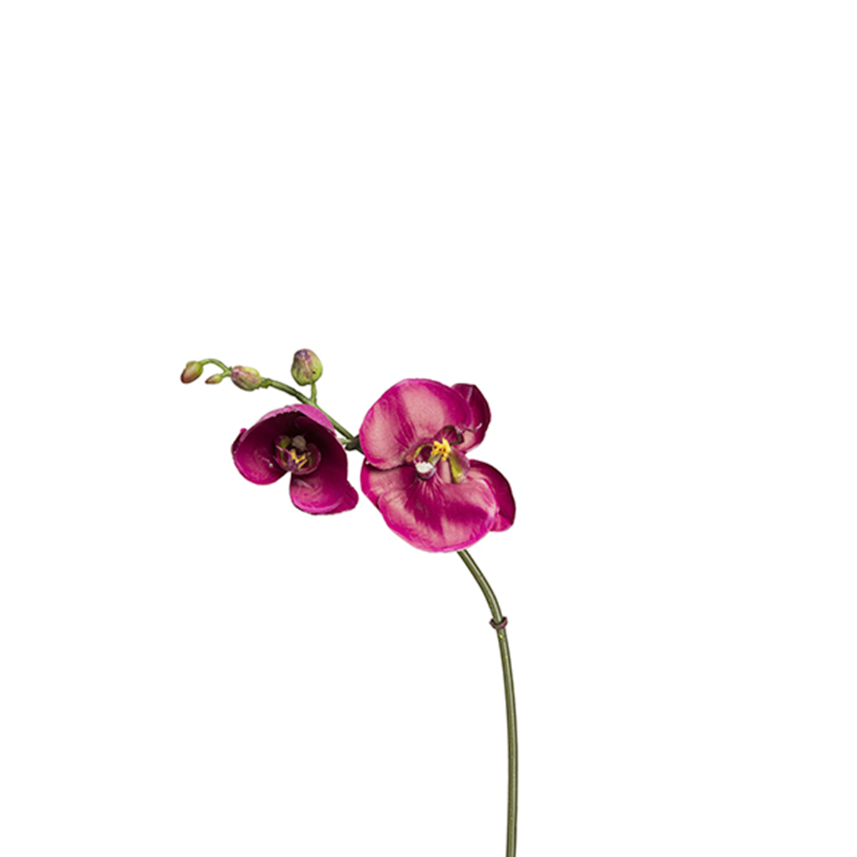 Orquídea Phalaenopsis BUDY H26