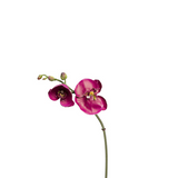 Phalaenopsis Orchid Stem Budy