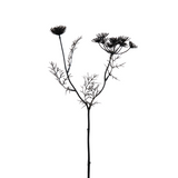 Wild Carrot Stem