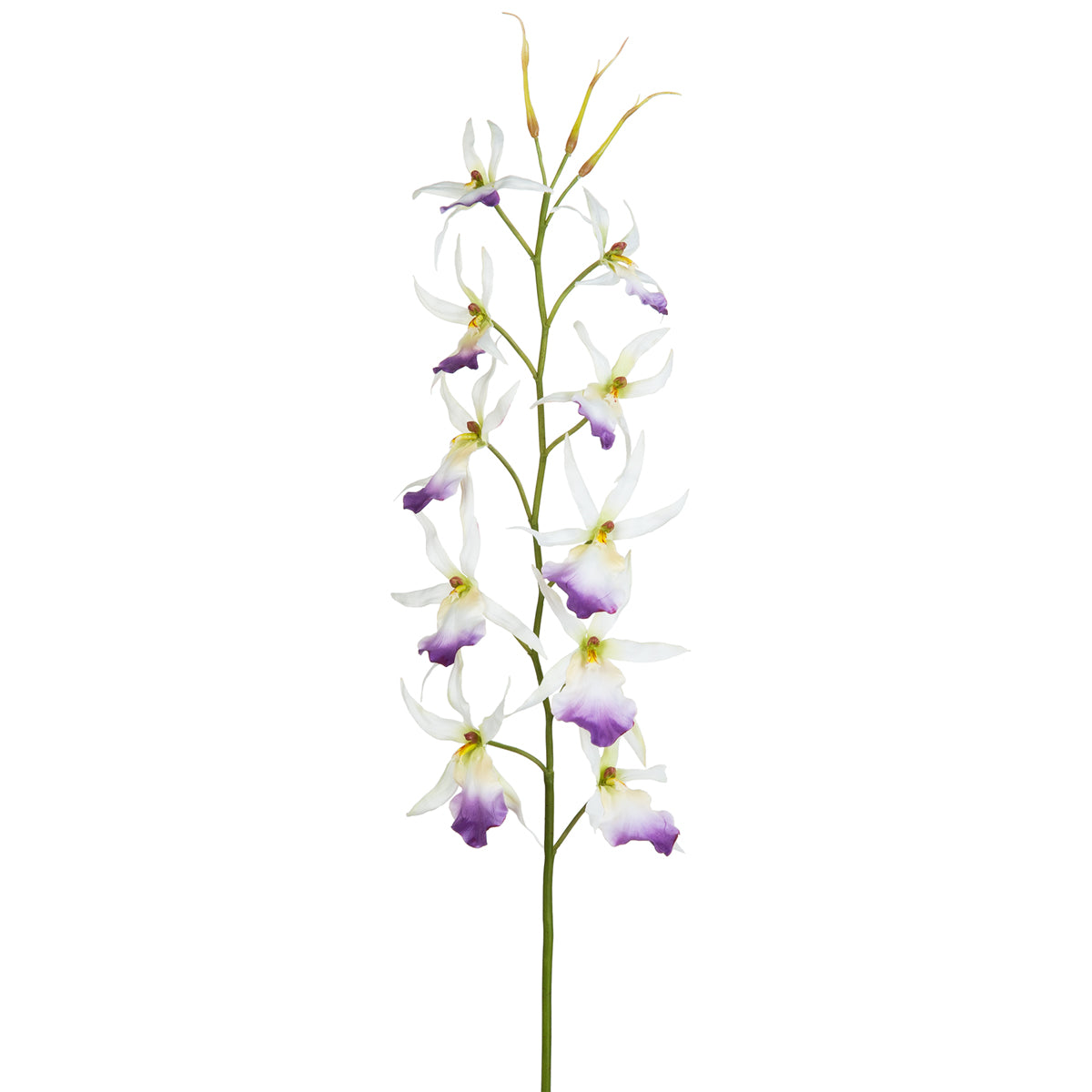 Orquídea Cymbidium H100
