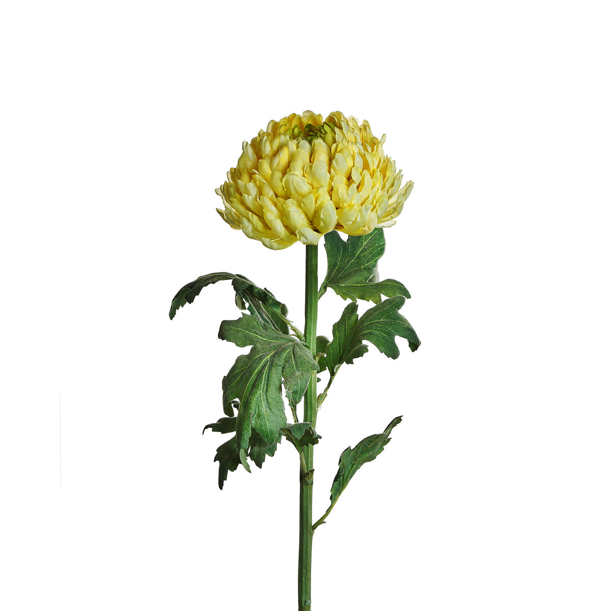 Crisantemo MUM A/2