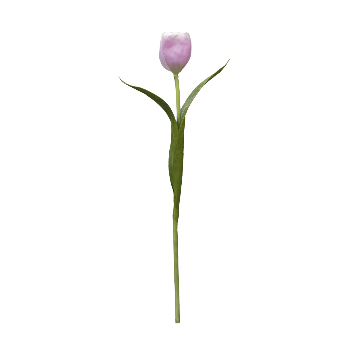 Tige de Tulipe Emilia