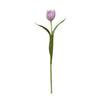 Tulipano EMILIA