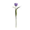 Tulipano EMILIA