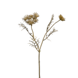 Wild Carrot Stem