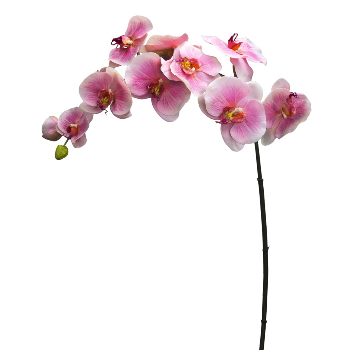 Tallo de orquídea Phalaenopsis Forever