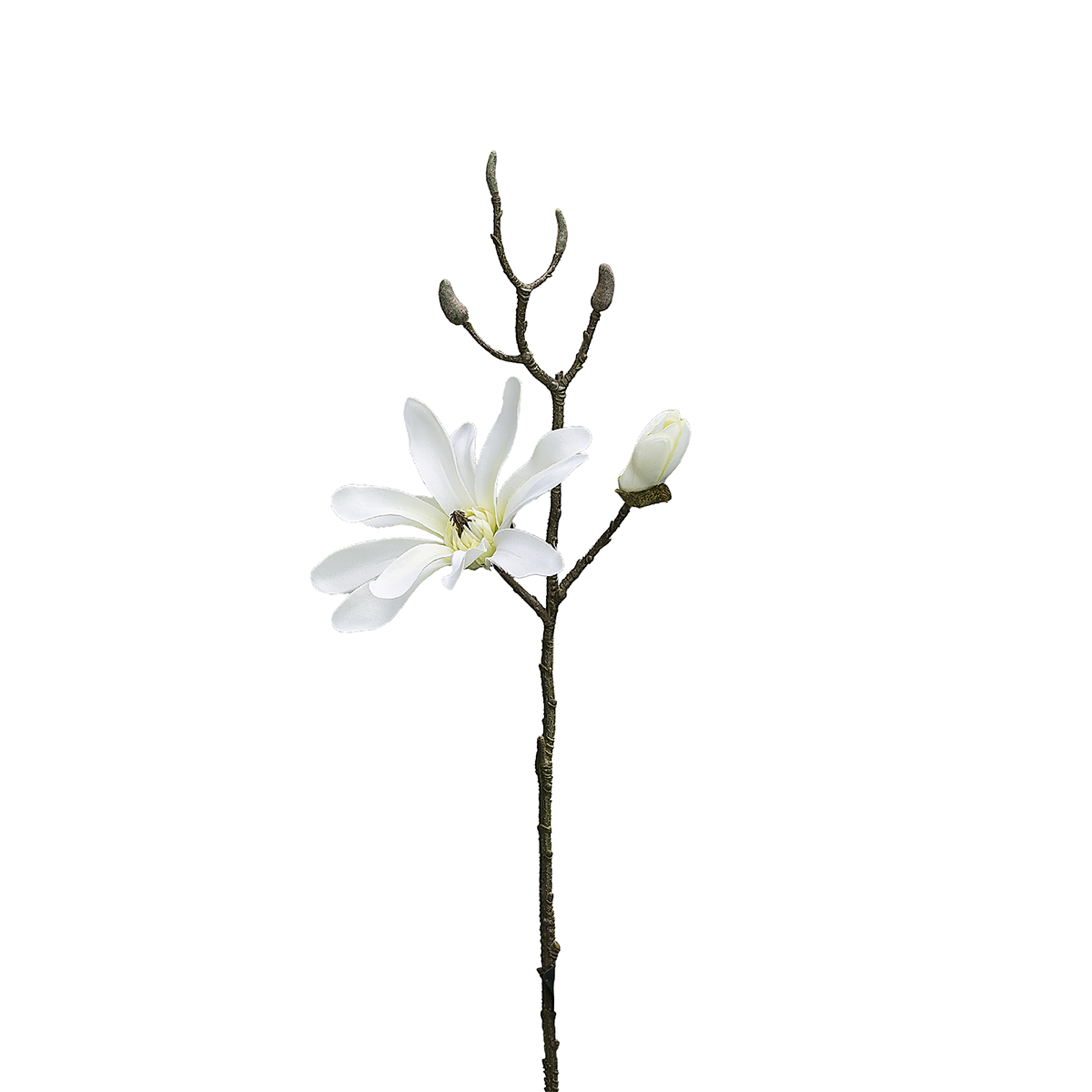 Magnolia 1 Fiore