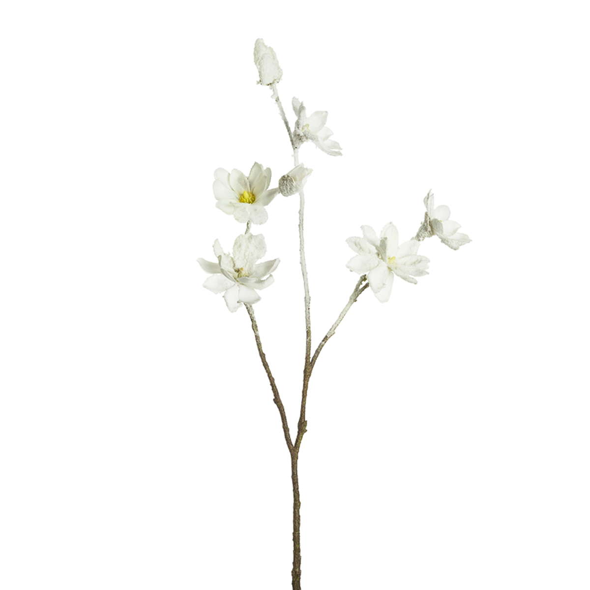 Magnolia Nevosa NOEL H83