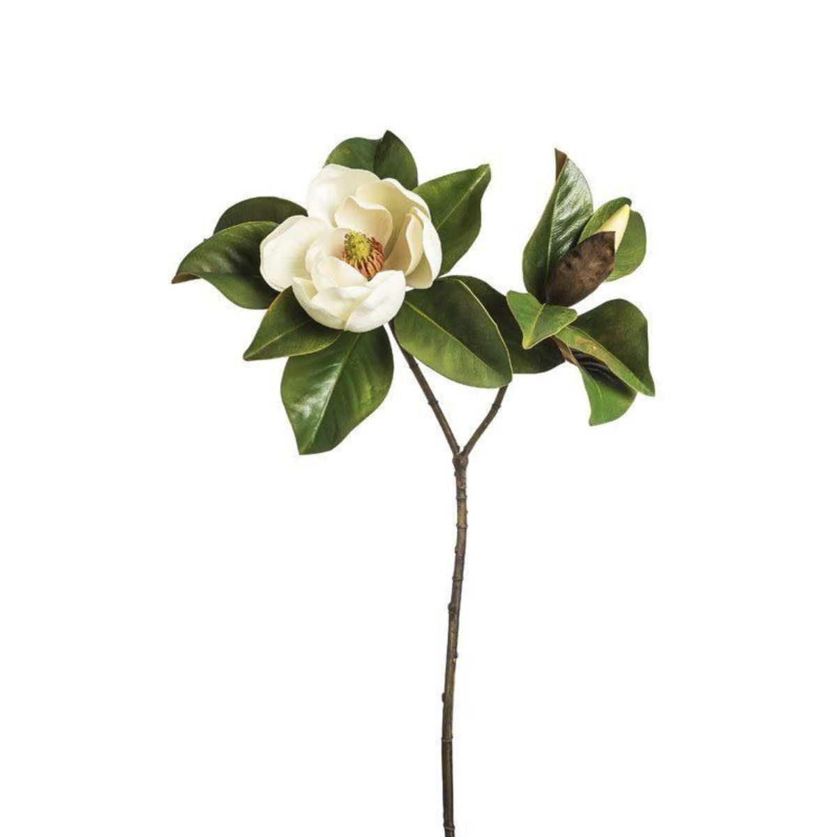 Magnolia GRANDIFLORA H86