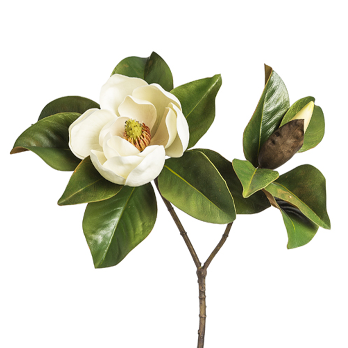 Tige de Magnolia Gradiflora