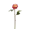 Rosa DIANE