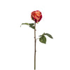 Rosa DIANE