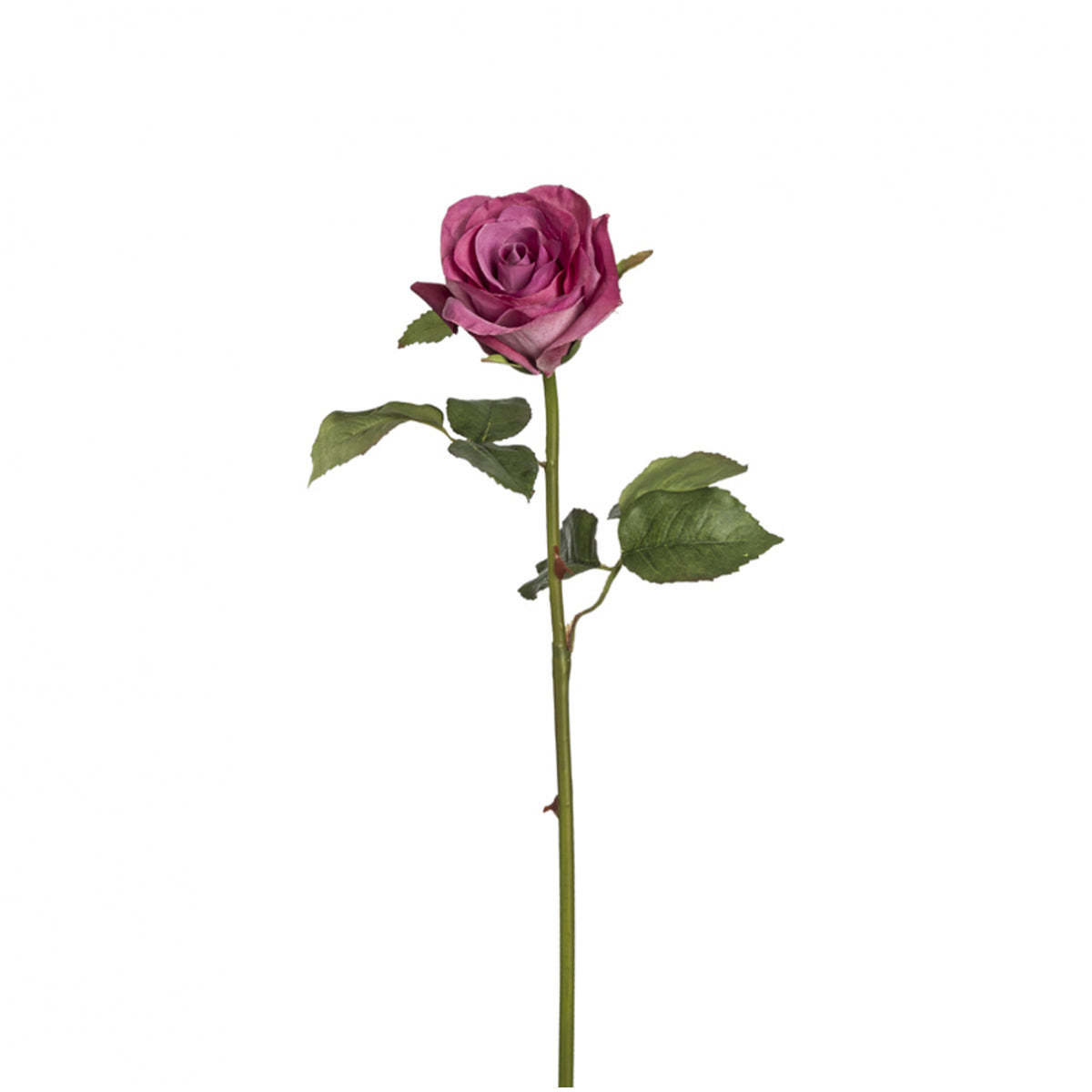 Rosa DIANE