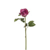 Rosa DIANE
