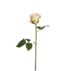 Rosa DIANE
