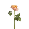 Rosa SARAH