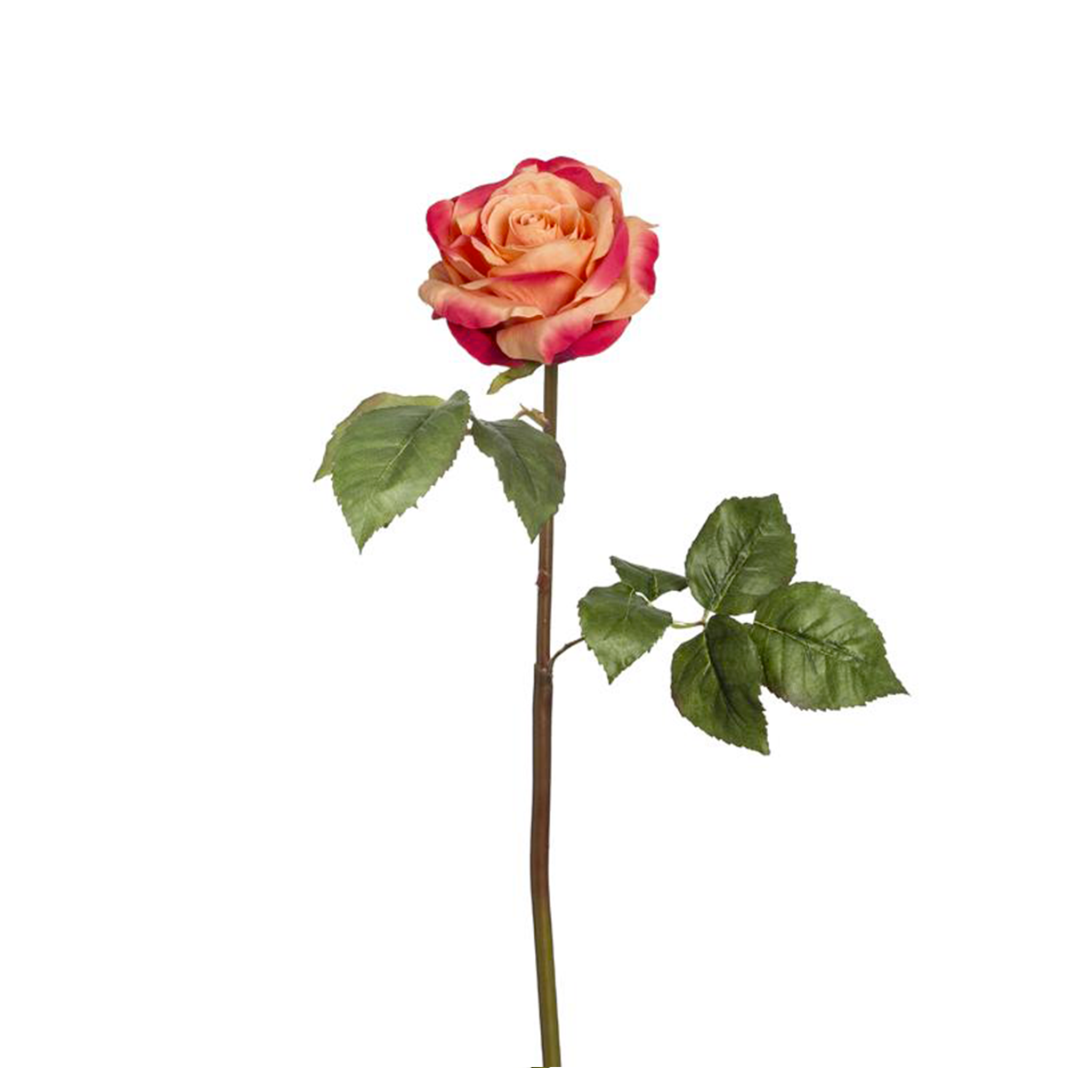 Rosa SARAH