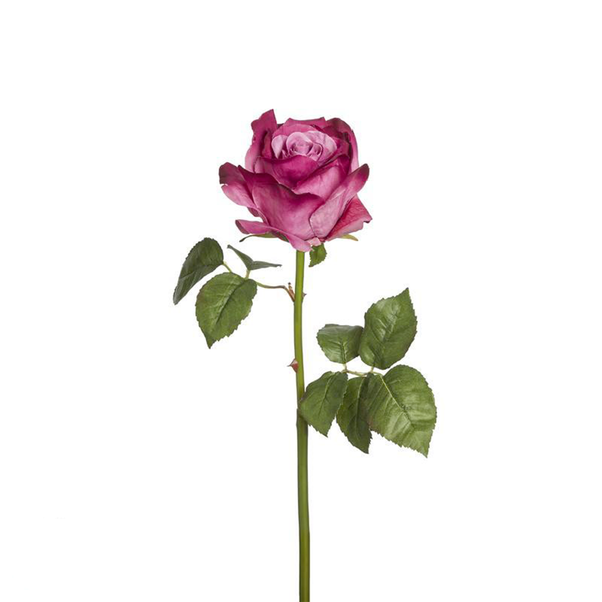 Rosa SARAH
